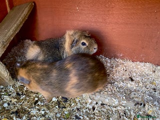 English rabbits Male guinea pigs 2and half years old - Advert 13