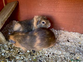 English rabbits Male guinea pigs 2and half years old - Advert 1