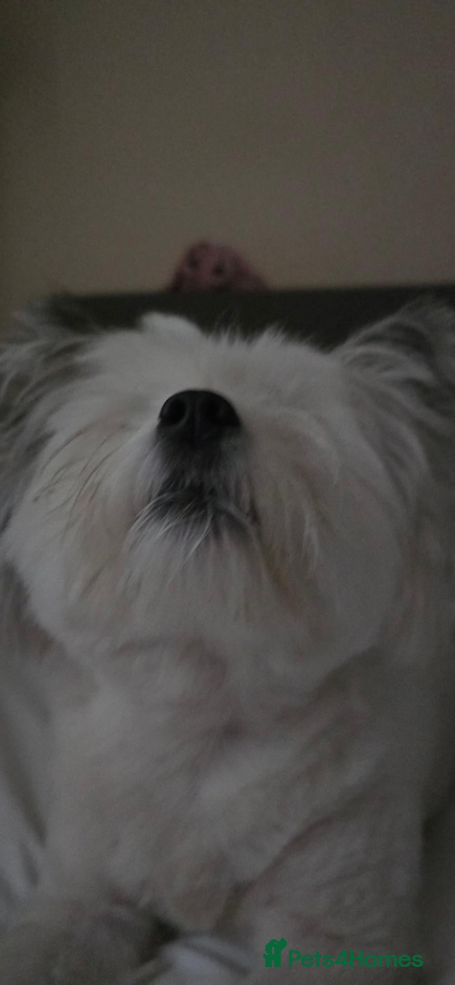 Maltipom dogs New Home Needed 2.5yr old Maltipom  - Advert 2
