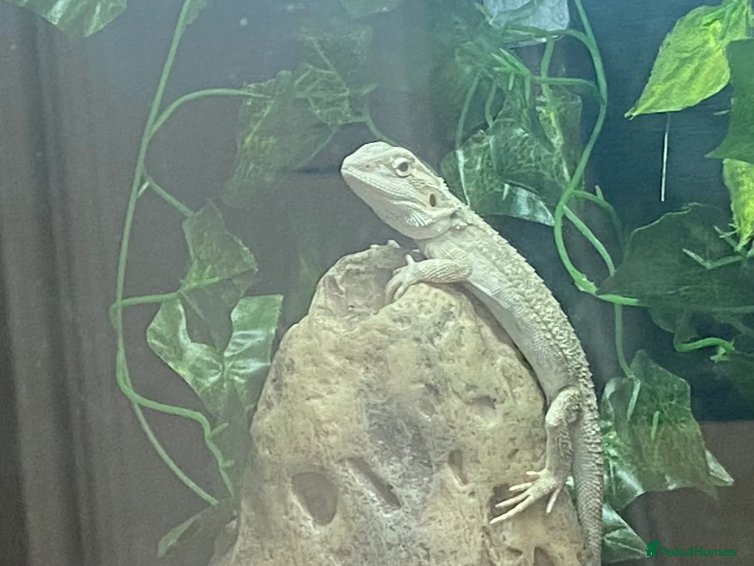 Bearded Dragon reptiles for sale: Gorgeous bearded dragon.  - Advert 22