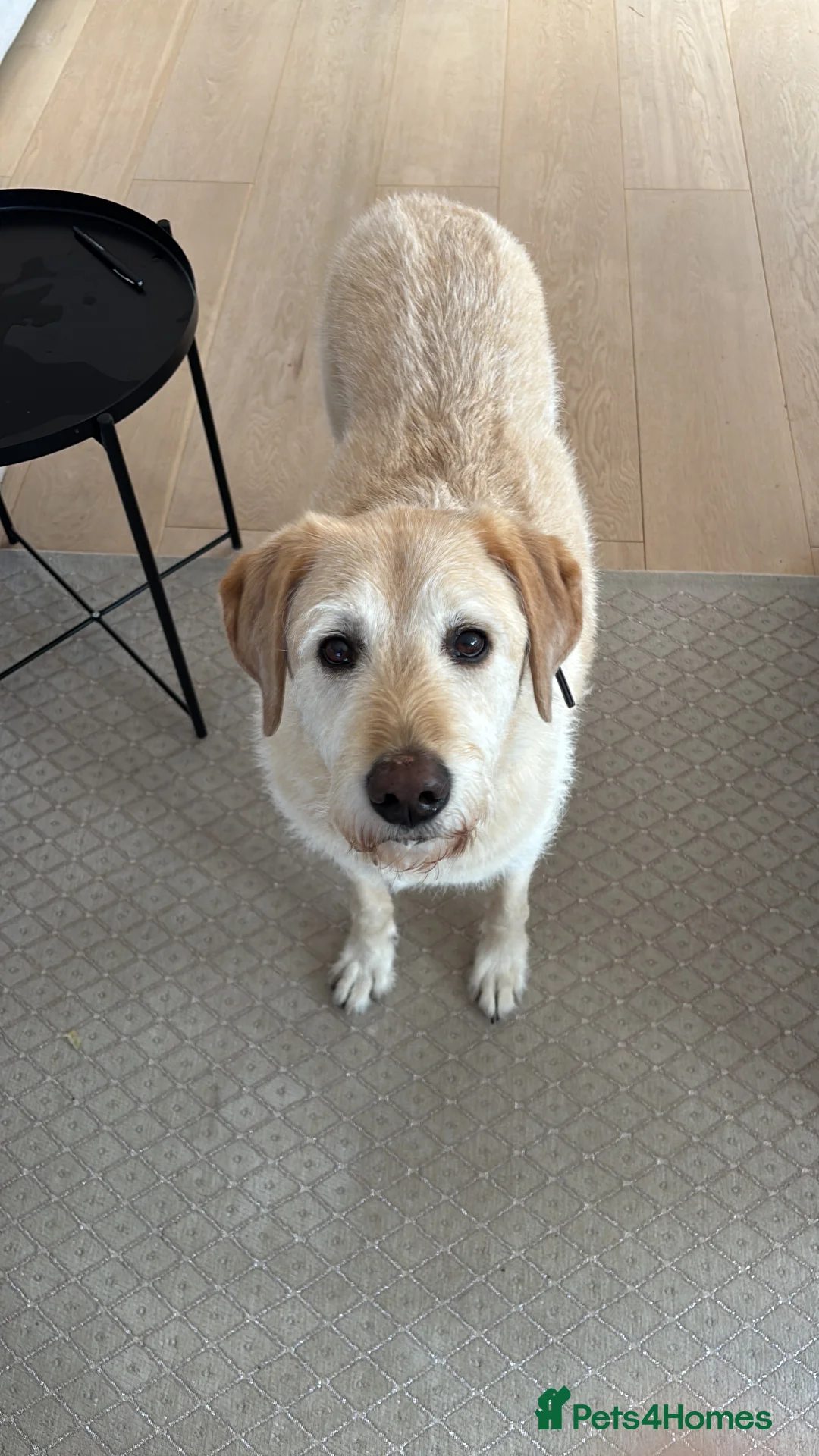 Labrador Retriever dogs for sale: Harry the Labrador - Advert 1