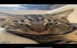 Domestic Shorthair cats for sale: quincy  - Image 2