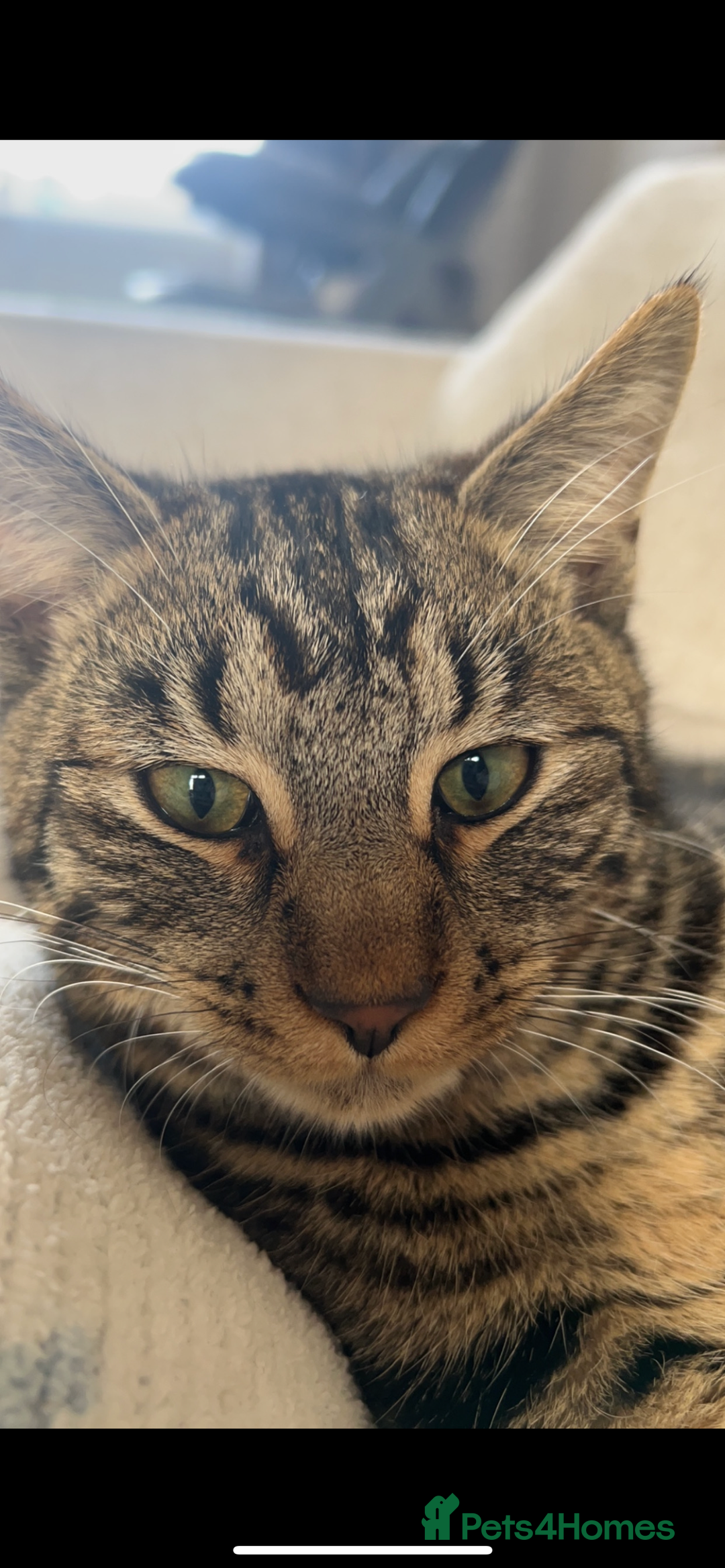 Domestic Shorthair cats for sale: quincy  - Image 2