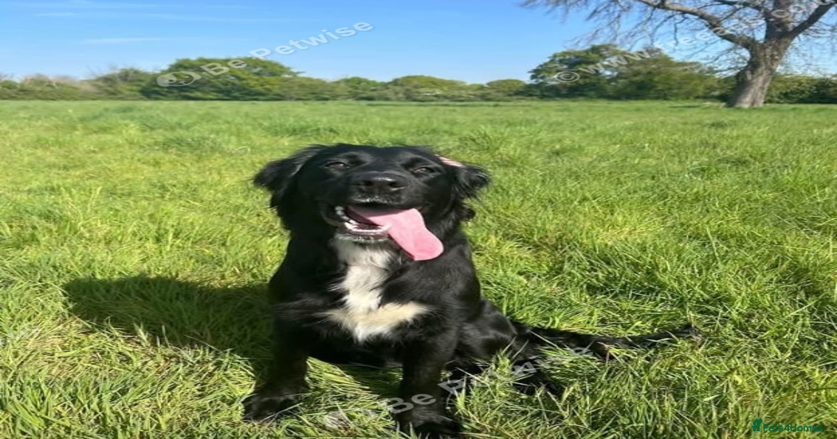 Border Collie/Retriever Cross German Shepard for sale in Colchester ...