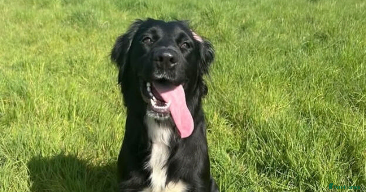 Border Collie/Retriever Cross German Shepard for sale in Colchester ...