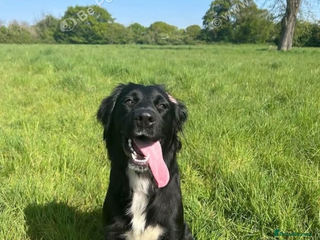Mixed Breed dogs Border Collie/Retriever Cross German Shepard - Advert 4