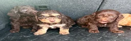 Cockapoo dogs for sale: Cockerpoo puppies  in Peterborough - Advert 8