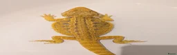 Bearded Dragon reptiles for sale: Citrus Blue Bar Male from import parents - Advert 4