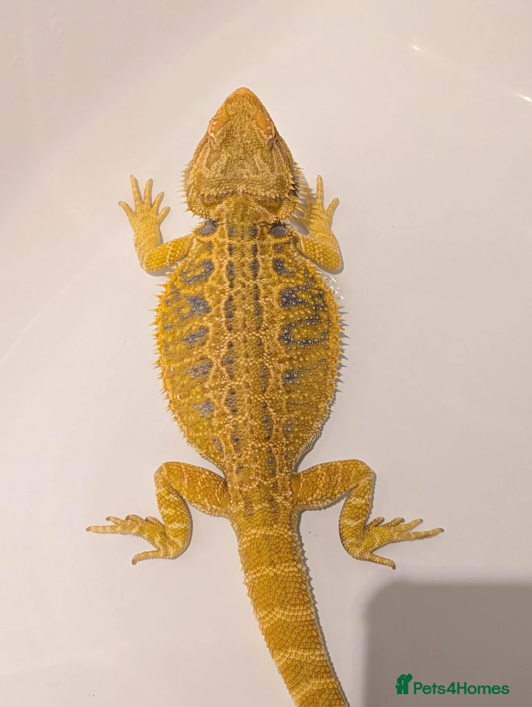 Bearded Dragon reptiles for sale: Citrus Blue Bar Male from import parents - Advert 4