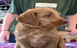 Labradoodle dogs for sale: Beautiful Puppies Ready for the Summer Holidays - Image 14