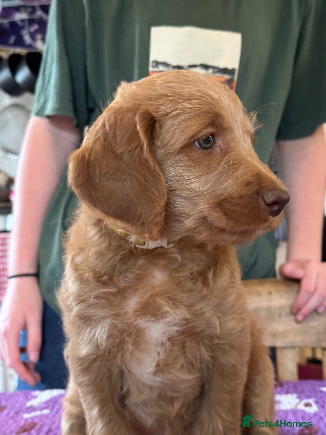 Labradoodle dogs for sale: Beautiful Puppies Ready for the Summer Holidays - Image 14