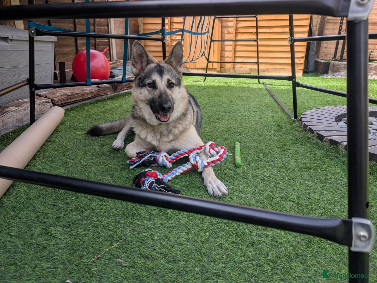 Mixed Breed dogs Family German Shepherd alaskin malamute dog - Advert 5