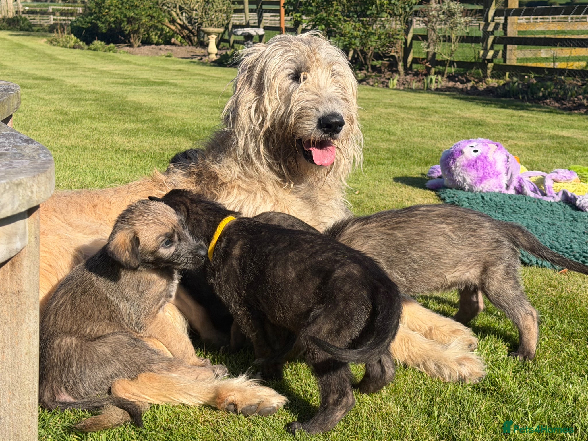 Irish Wolfhound dogs Irish wolfhound puppies for sale - Advert 1