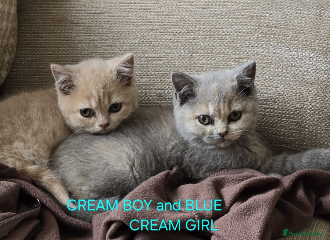 British Shorthair cats for sale: Gorgeous British short haired kittens READY NOW - Image 10