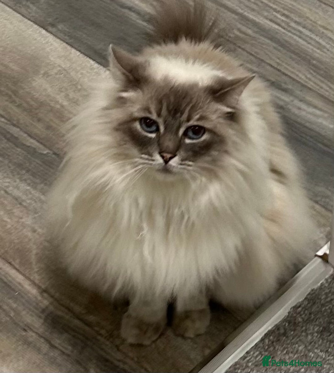 Ragdoll cats for sale: Ragdoll Cat for sale - Image 1