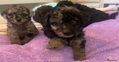 Miniature Poodle dogs - Advert 5