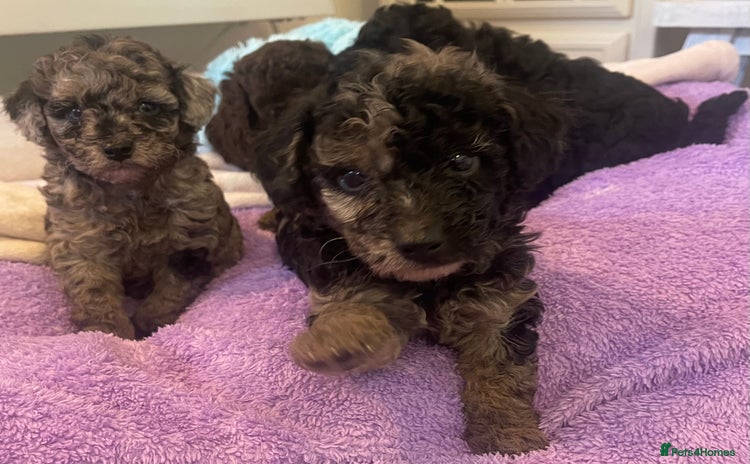 Miniature Poodle dogs - Advert 4