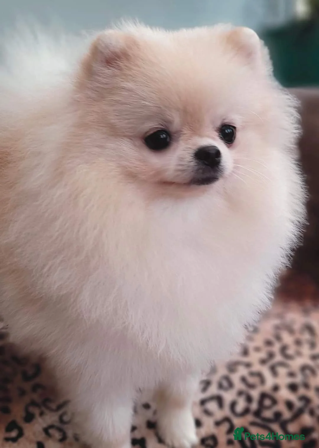 Mixed Breed dogs for sale: POMSHI PUPS FOR SALE  - Advert 2