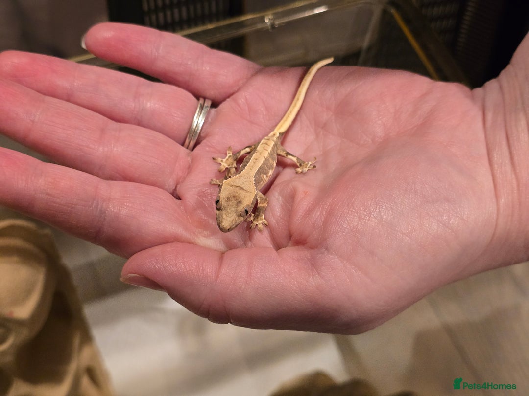 Gecko reptiles for sale: Baby crested geckos  - Advert 3