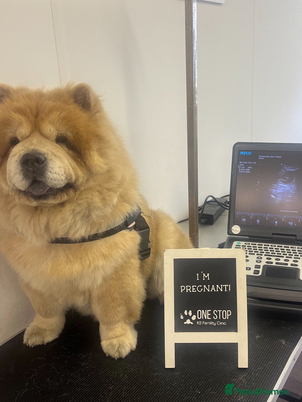 Chow Chow dogs Gorgeous Chow Chow pups for sale  - Advert 1