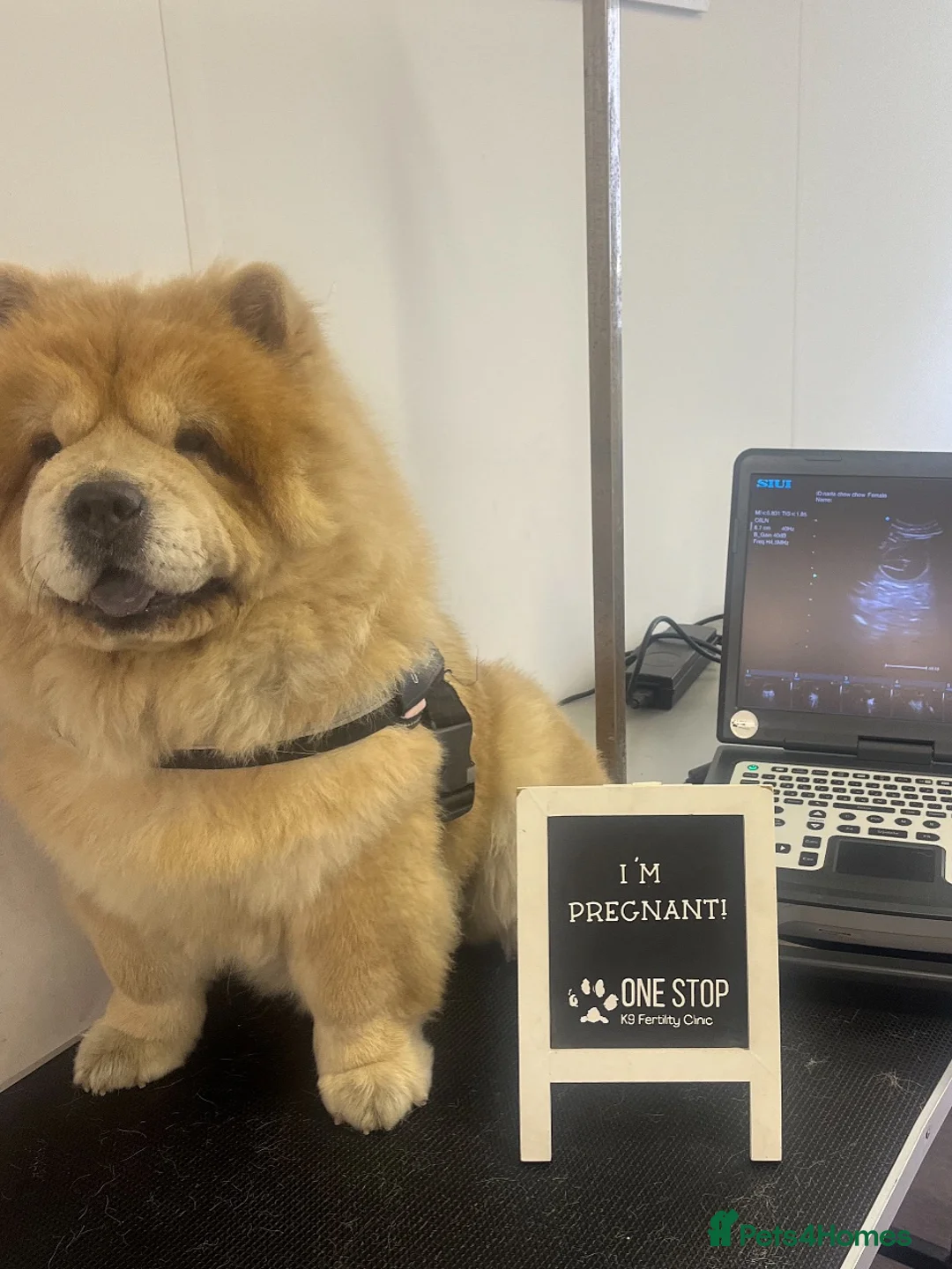 Chow Chow dogs for sale: Gorgeous Chow Chow pups for sale  - Advert 1