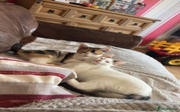Domestic Shorthair cats for sale: 2 female kittens - Image 4
