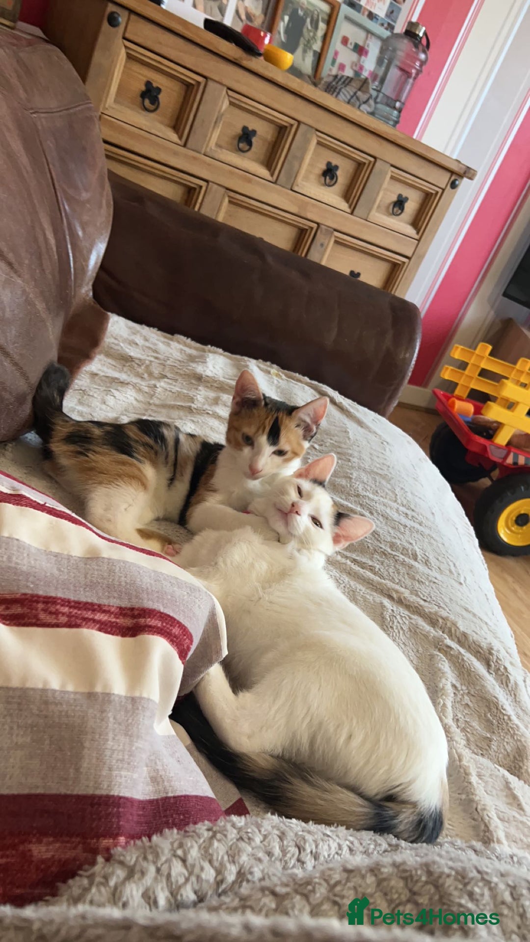 Domestic Shorthair cats for sale: 2 female kittens - Image 4
