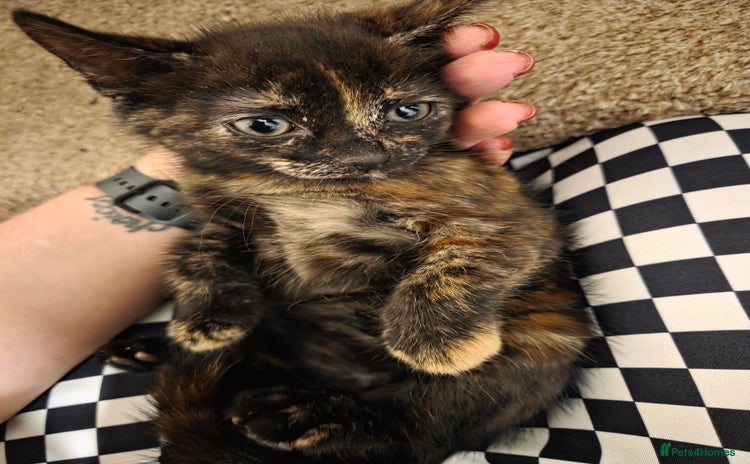 Mixed Breed cats - Advert 6