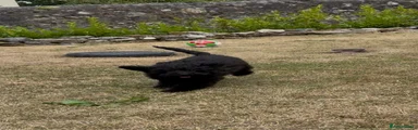 Miniature Poodle 1