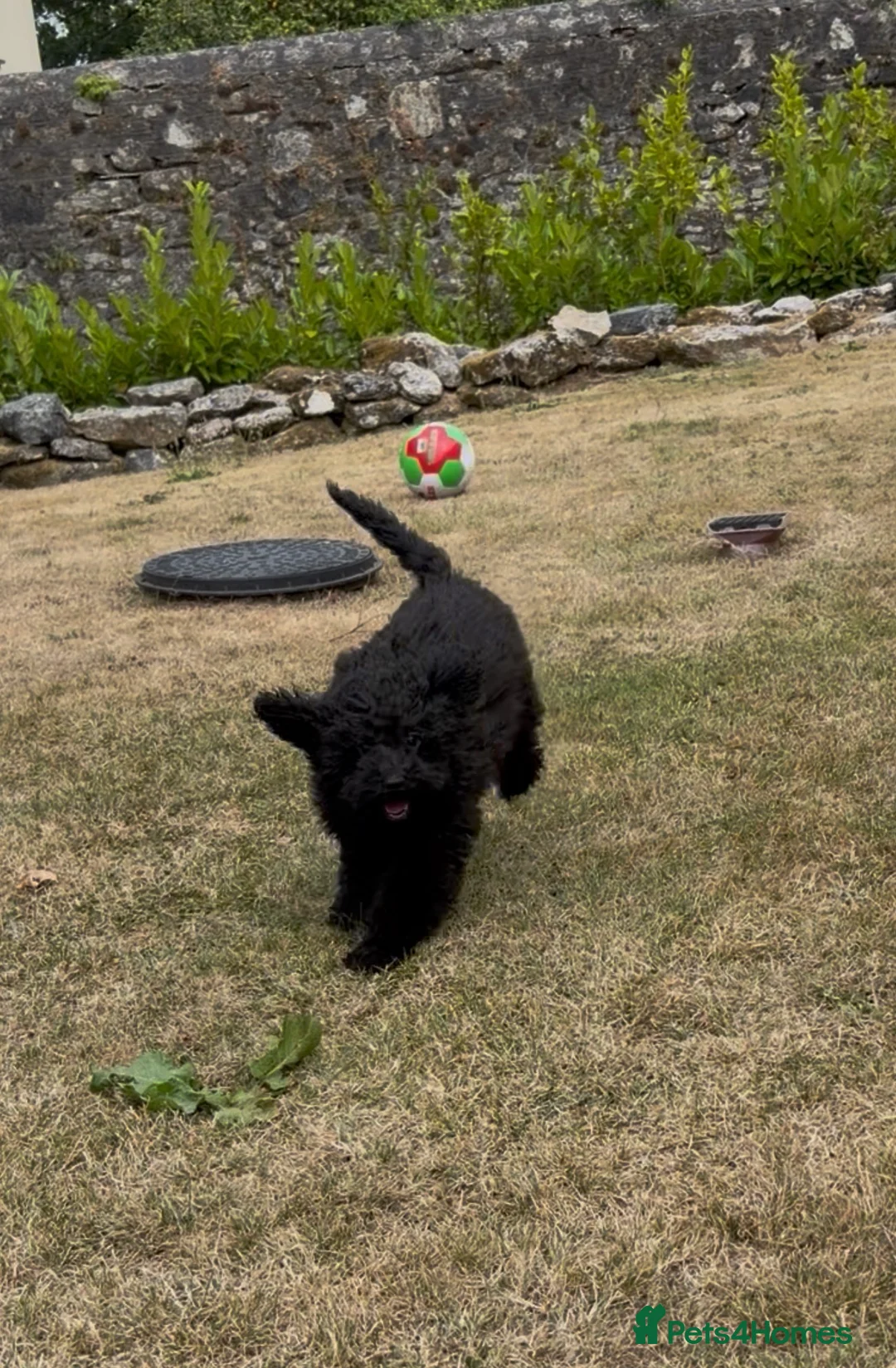 Miniature Poodle dogs for sale: Stunning rare miniature poodle pups ready now  - Advert 9