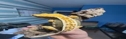 Gecko reptiles for sale: CRESTED GECKOS £80 each  - Advert 18