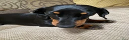 Miniature Dachshund dogs for stud: Miniature dachshund stud 18 champions in pedigree - Advert 13