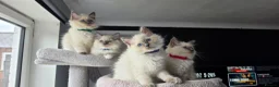 Ragdoll cats for sale: Ragdoll kittens  - Advert 8