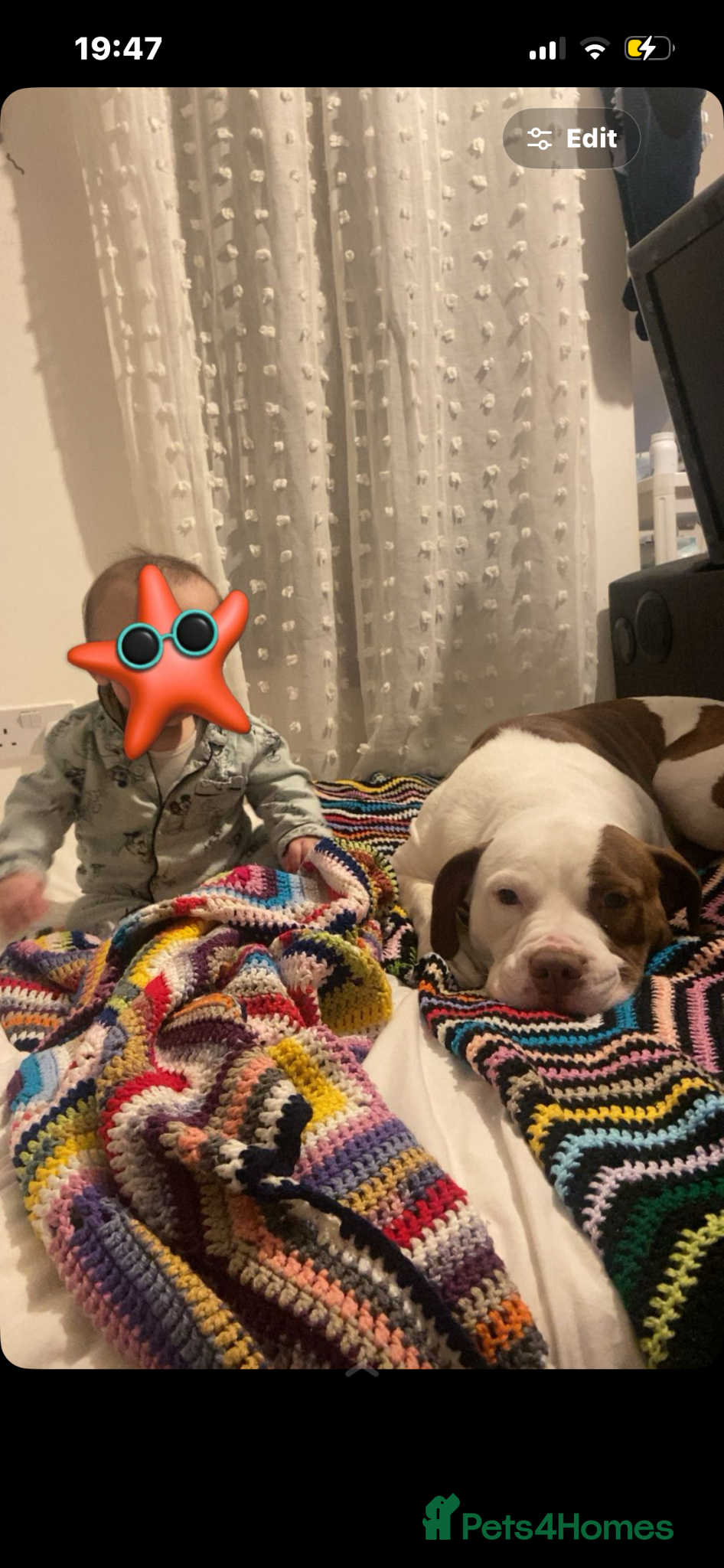 American Bull Staffy dogs Bruno - Advert 1