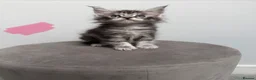 Maine Coon cats for sale: Ready now 😻 - Advert 19