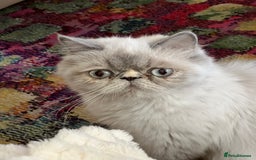 Persian cats for sale: Luxury Persian Kittens -  - Image 11