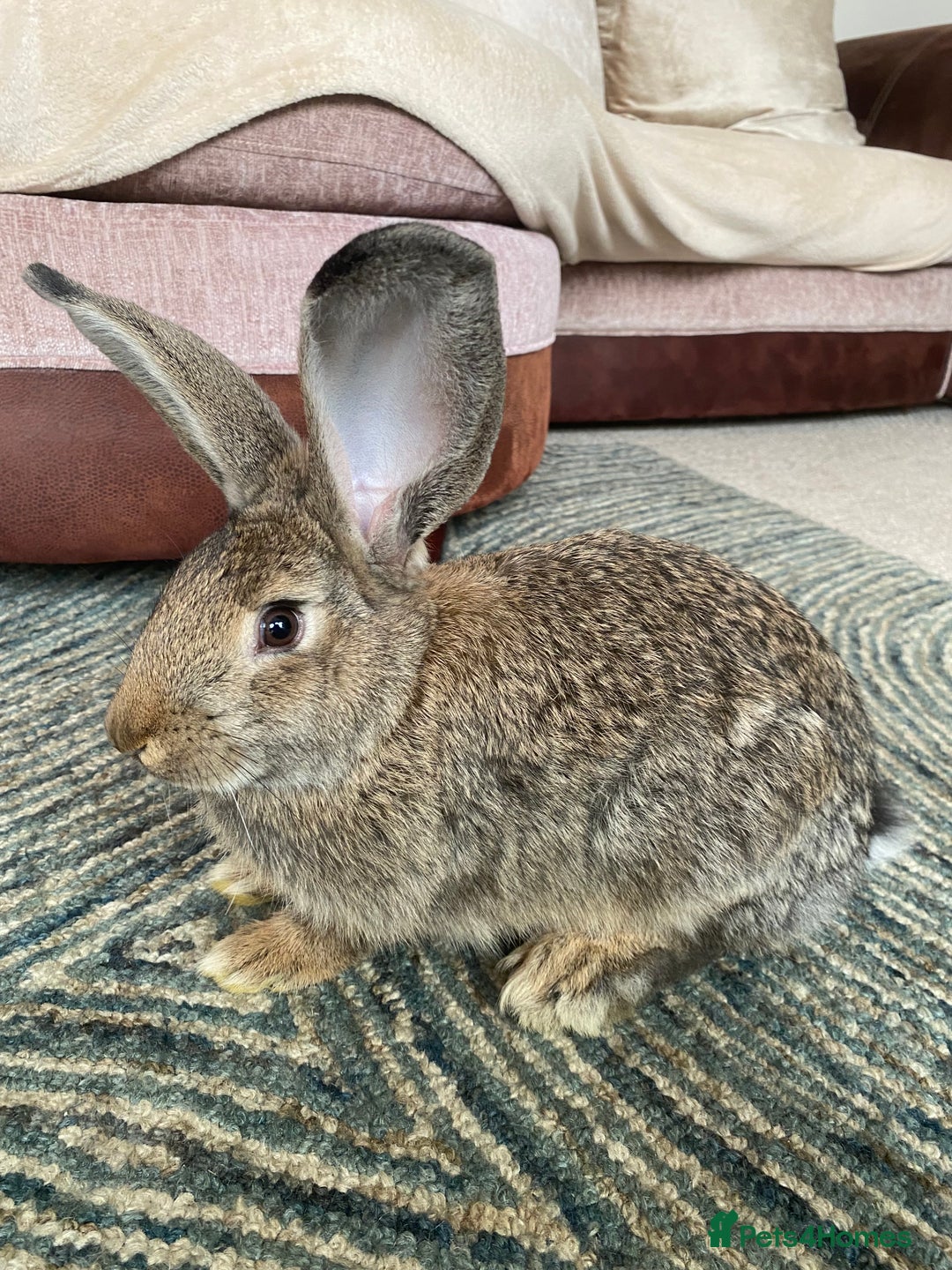 Continental Giant rabbits for sale: Continental giant rabbits  - Image 3
