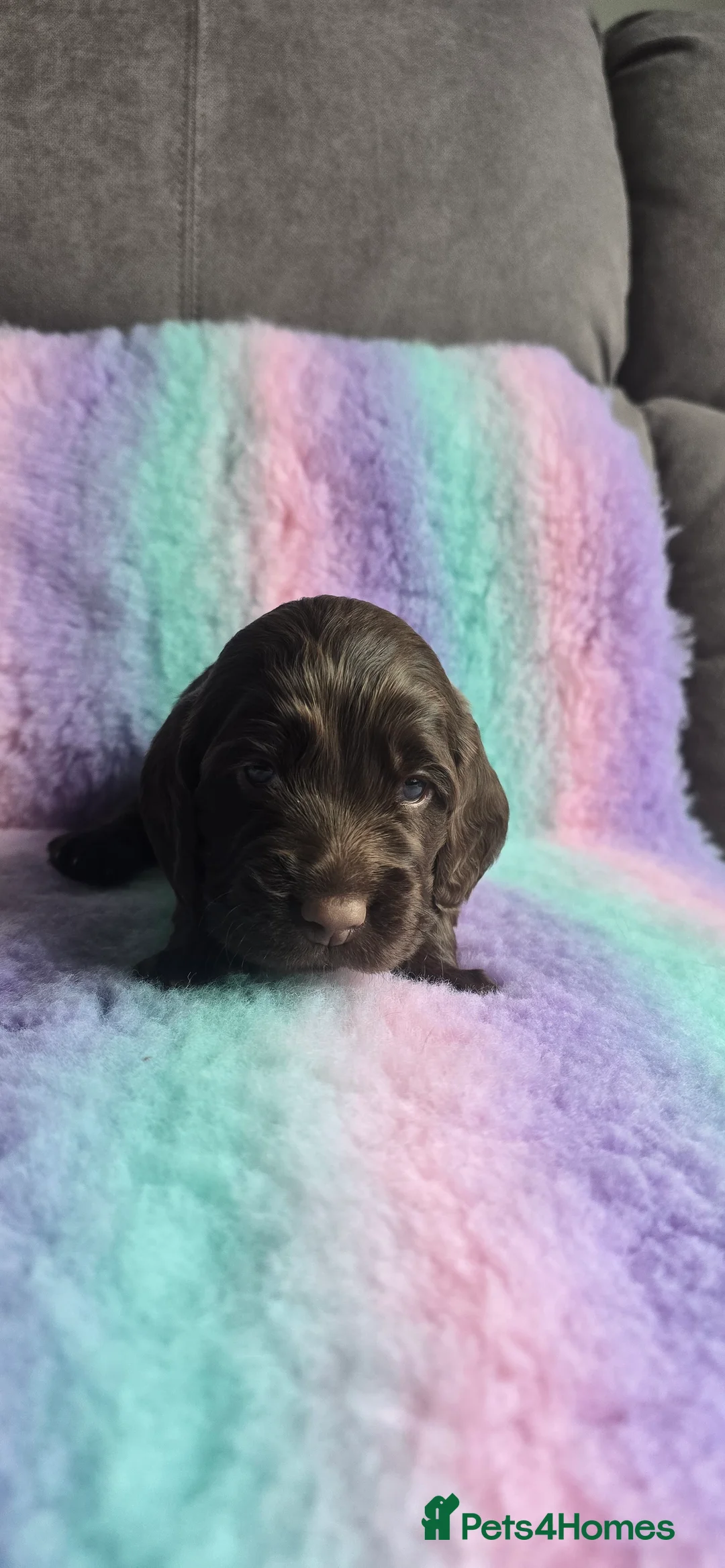 Cocker Spaniel dogs for sale:  4 x MALE Cocker Spaniel puppies  - Advert 8