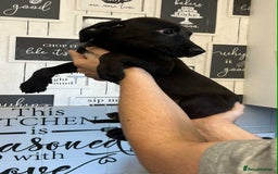 Mixed Breed dogs for sale: 4 cute Labrador x Doberman boy puppies available - Image 1