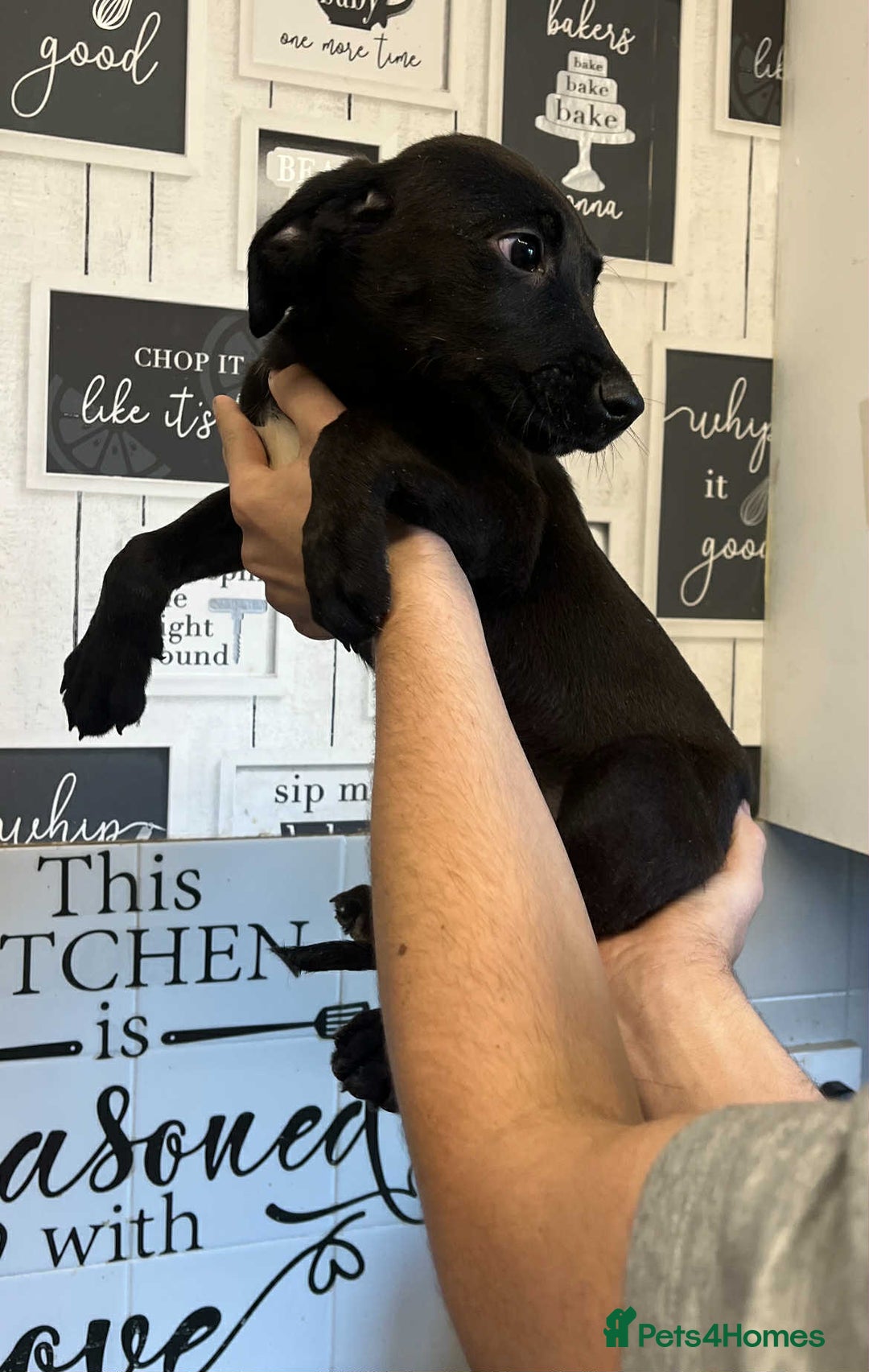 Mixed Breed dogs for sale: 4 cute Labrador x Doberman boy puppies available - Image 1
