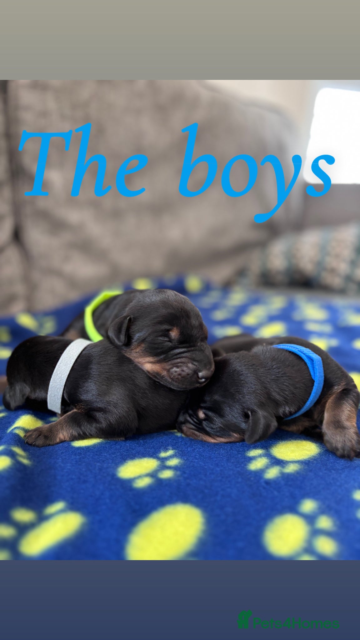 Dobermann dogs for sale: KC registered Dobermann puppies  - Advert 1