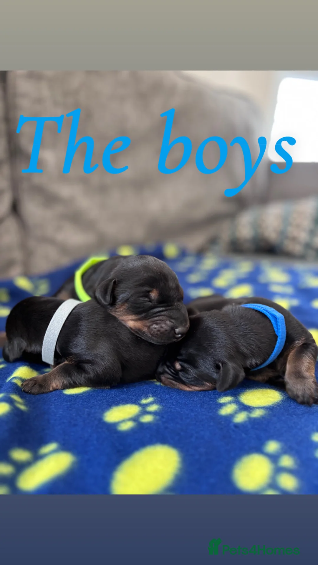 Dobermann dogs for sale: KC registered Dobermann puppies  - Advert 1