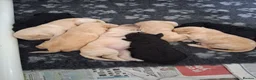 Labradoodle dogs for sale: Multi generation Standard labradoodles  - Advert 16