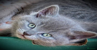 British Shorthair cats - Advert 3