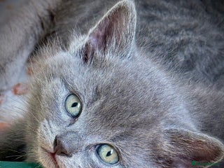 British Shorthair cats Adorable British Shorthair kittens - Blue & Choco - Advert 13