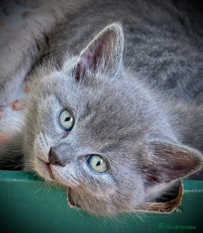 British Shorthair cats Adorable British Shorthair kittens - Blue & Choco - Advert 4