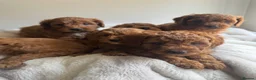Cavapoo dogs for sale: Beautiful Cavapoo Puppies  - Advert 3