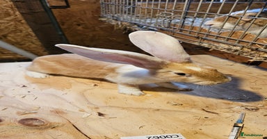 Continental Giant rabbits - Advert 7