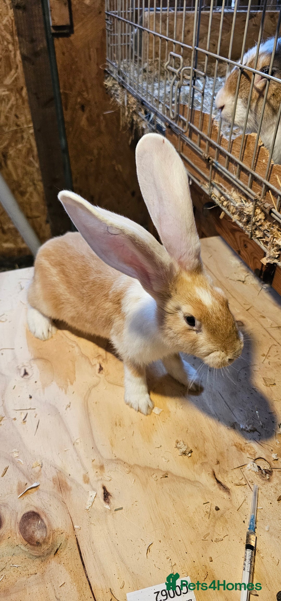 Continental Giant rabbits for sale: Continental Giants Merle - Image 3