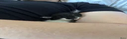 Mixed Breed cats for sale: two kittens needing rehoming!  - Advert 6